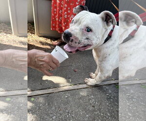 Mutt Dogs for adoption in Mount Pleasant, SC, USA