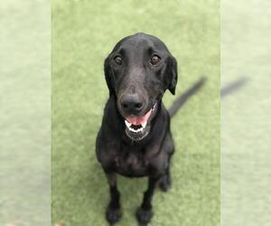 Labrador Retriever Dogs for adoption in Miami, FL, USA