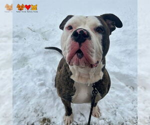 American Bulldog-Unknown Mix Dogs for adoption in Center Township, PA, USA