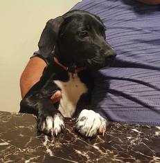 Medium Photo #1 Labrador Retriever-Unknown Mix Puppy For Sale in Tonopah, AZ, USA