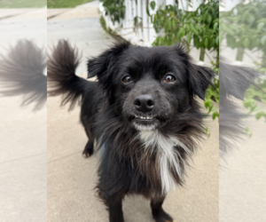 Colonial Cocker Spaniel-Papillon Mix Dogs for adoption in Newport Beach, CA, USA