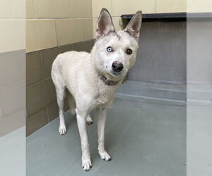 Siberian Husky-Unknown Mix Dogs for adoption in Riverside, CA, USA