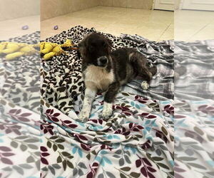 Anatolian Shepherd Dogs for adoption in Osgood, IN, USA