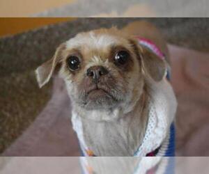 Shih Tzu Dogs for adoption in Aurora, CO, USA