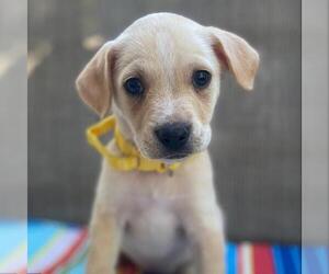 Golden Retriever-Pembroke Welsh Corgi Mix Dogs for adoption in San Diego, CA, USA