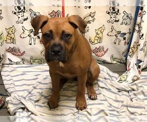 Boxweiler Dogs for adoption in Forestville, MD, USA