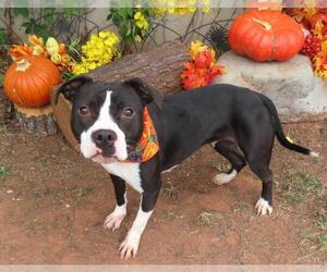 American Pit Bull Terrier-Unknown Mix Dogs for adoption in Oklahoma City, OK, USA
