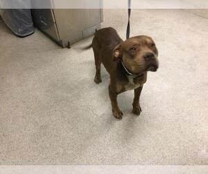 American Pit Bull Terrier Dogs for adoption in Riverside, CA, USA