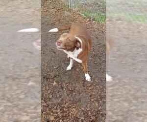American Bulldog-Labrador Retriever Mix Dogs for adoption in Pembroke, GA, USA