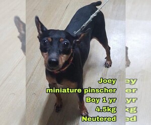 Miniature Pinscher Dogs for adoption in Seattle, WA, USA