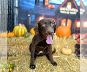 Labrador Retriever-Unknown Mix Dogs for adoption in Long Beach, CA, USA