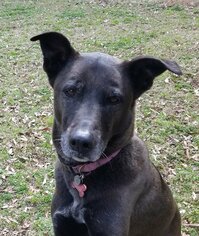 Borador Dogs for adoption in Garner, NC, USA