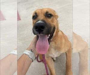Labrador Retriever-Unknown Mix Dogs for adoption in Rowlett, TX, USA