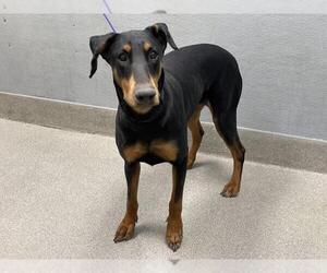 Doberman Pinscher-Unknown Mix Dogs for adoption in Las Vegas, NV, USA