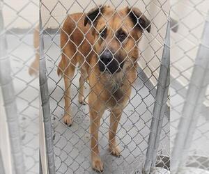 German Shepherd Dog-Unknown Mix Dogs for adoption in Anchorage, AK, USA