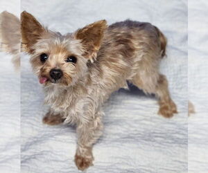 Mutt Dogs for adoption in Walnutport, PA, USA