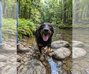 Mutt Dogs for adoption in Vail, AZ, USA