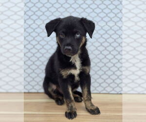 Labrador Retriever-Unknown Mix Dogs for adoption in Lakewood, CO, USA