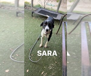Border Collie-Unknown Mix Dogs for adoption in Santa Monica, CA, USA