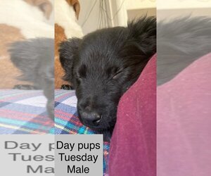 Labrador Retriever-Unknown Mix Dogs for adoption in Aurora, IN, USA