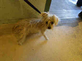 Mutt Dogs for adoption in Rancho Cucamonga, CA, USA