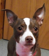 Boston Huahua Dogs for adoption in Cabool, MO, USA
