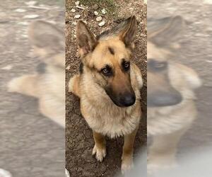 German Shepherd Dog-Unknown Mix Dogs for adoption in San Antonio, TX, USA