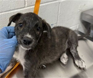 American Pit Bull Terrier-Unknown Mix Dogs for adoption in San Bernardino, CA, USA