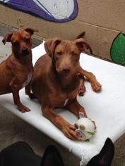 Doberman Pinscher Dogs for adoption in Newport Beach, CA, USA