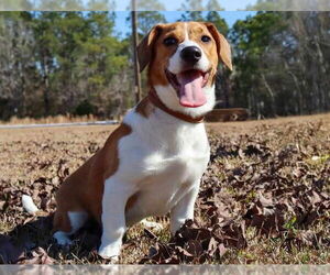 Beagi Dogs for adoption in Ocean Springs, MS, USA