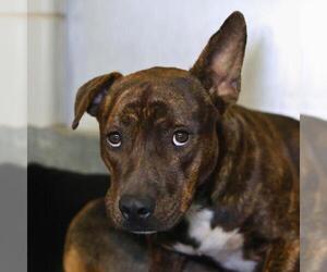 American Staffordshire Terrier Dogs for adoption in San Antonio, TX, USA