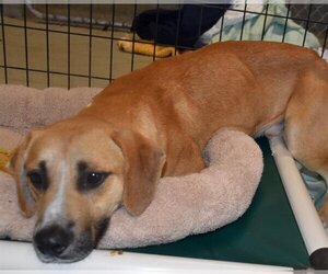 Black Mouth Cur-Unknown Mix Dogs for adoption in Inverness, FL, USA