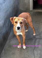 Labrador Retriever-Unknown Mix Dogs for adoption in Sylmar, CA, USA