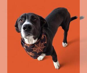 American Pit Bull Terrier-Unknown Mix Dogs for adoption in Bakersfield, CA, USA