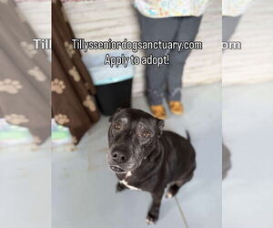 Labrador Retriever Dogs for adoption in Stratham, NH, USA