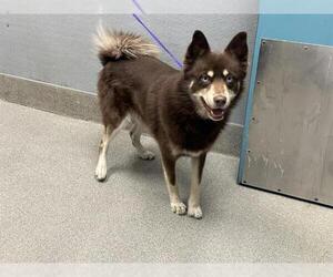 Australian Shepherd-Huskies Mix Dogs for adoption in Las Vegas, NV, USA