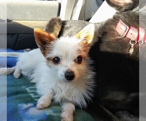 Chihuahua Dogs for adoption in Canyon Country, CA, USA