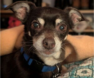 Chihuahua-Unknown Mix Dogs for adoption in Farmington, MN, USA