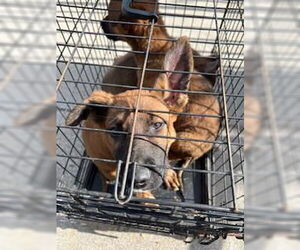 Mutt Dogs for adoption in Stockton, CA, USA