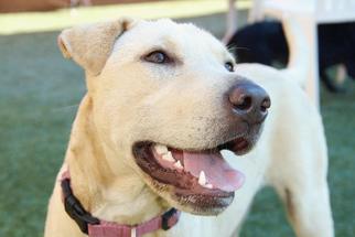 American Pit Bull Terrier-Labrador Retriever Mix Dogs for adoption in Grass Valley, CA, USA