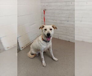 Labrador Retriever Dogs for adoption in San Bernardino, CA, USA