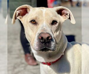 Labrador Retriever-Unknown Mix Dogs for adoption in Canton, CT, USA
