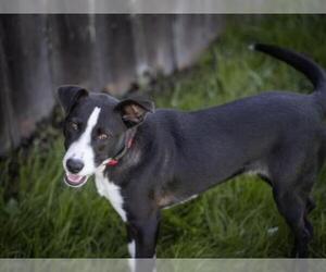 Borador Dogs for adoption in Santa Cruz, CA, USA