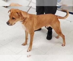 Greyhound-Labrador Retriever Mix Dogs for adoption in Dellslow, WV, USA