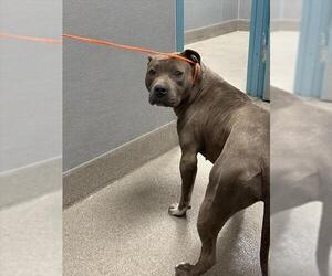 American Pit Bull Terrier-Unknown Mix Dogs for adoption in Las Vegas, NV, USA