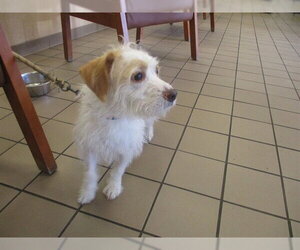 Mutt Dogs for adoption in Ocala, FL, USA