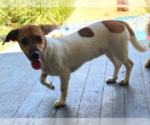 Dachshund-Jack Russell Terrier Mix Dogs for adoption in Tampa, FL, USA