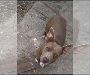American Pit Bull Terrier-Unknown Mix Dogs for adoption in Killeen, TX, USA