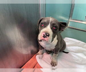 Mutt Dogs for adoption in Moreno Valley, CA, USA