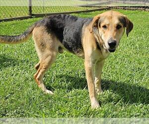 Black and Tan Coonhound-Unknown Mix Dogs for adoption in Grovetown, GA, USA